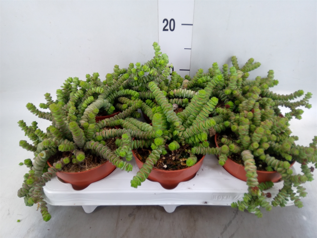Горшечные цветы и растения оптом Crassula Marnieriana от 6шт из Голландии с доставкой по России
