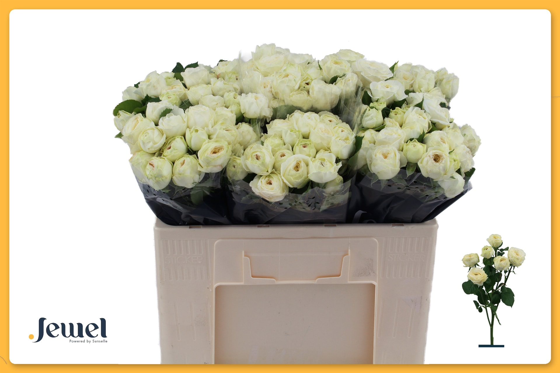 Срезанные цветы оптом Rosa spray snowy trendsetter от 30шт из Голландии с доставкой по России