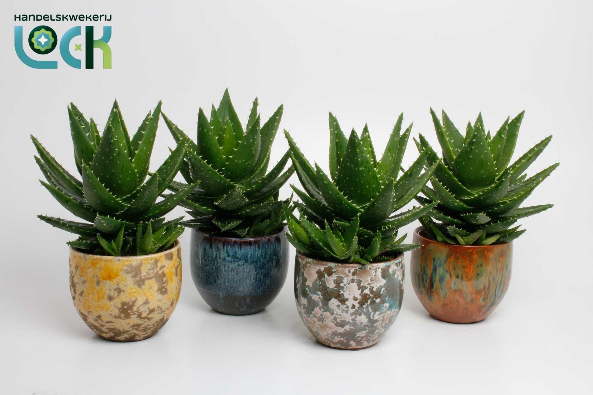 Горшечные цветы и растения оптом Aloe Ov от 3шт из Голландии с доставкой по России