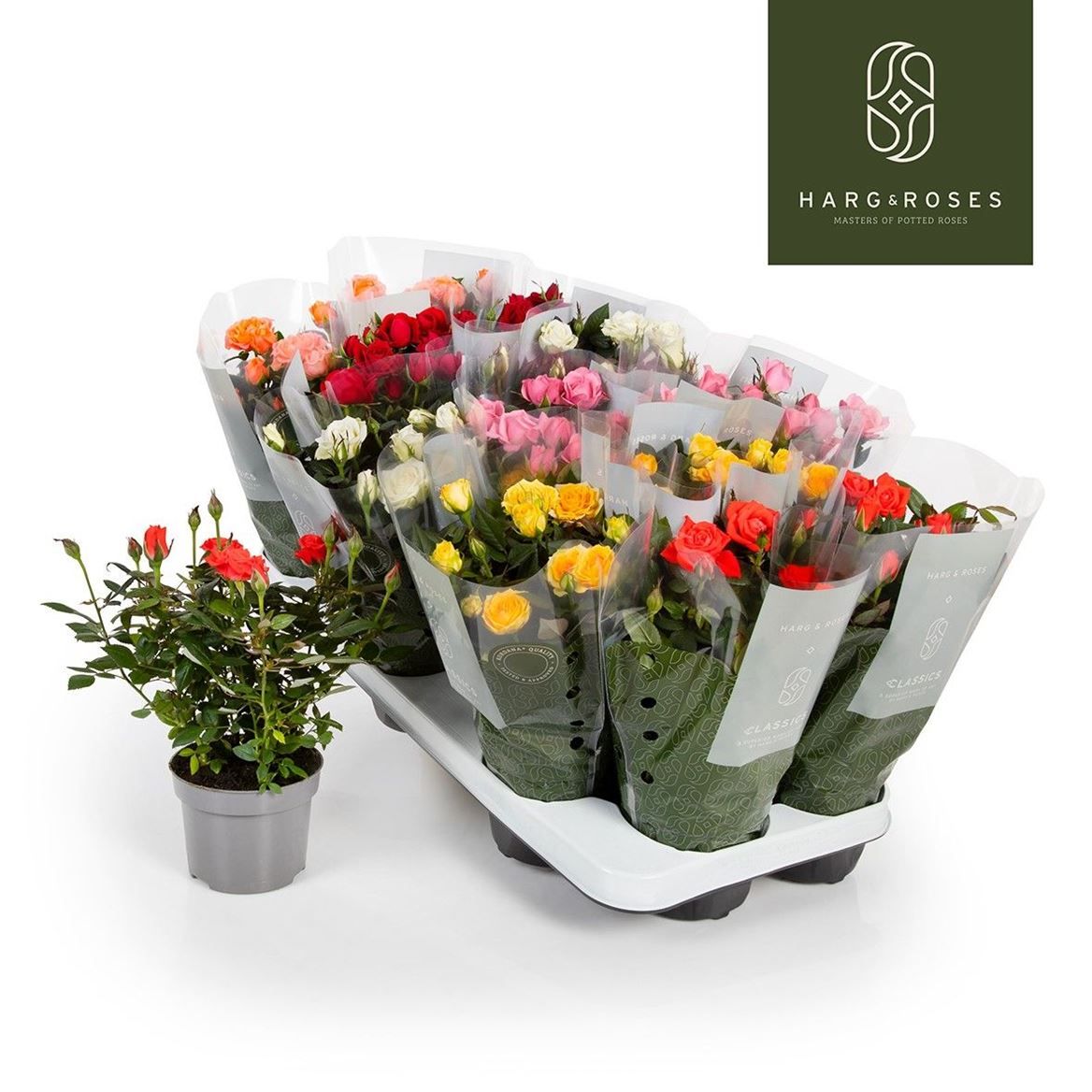 Горшечные цветы и растения оптом Rosa Kordana Mix от 12шт из Голландии с доставкой по России