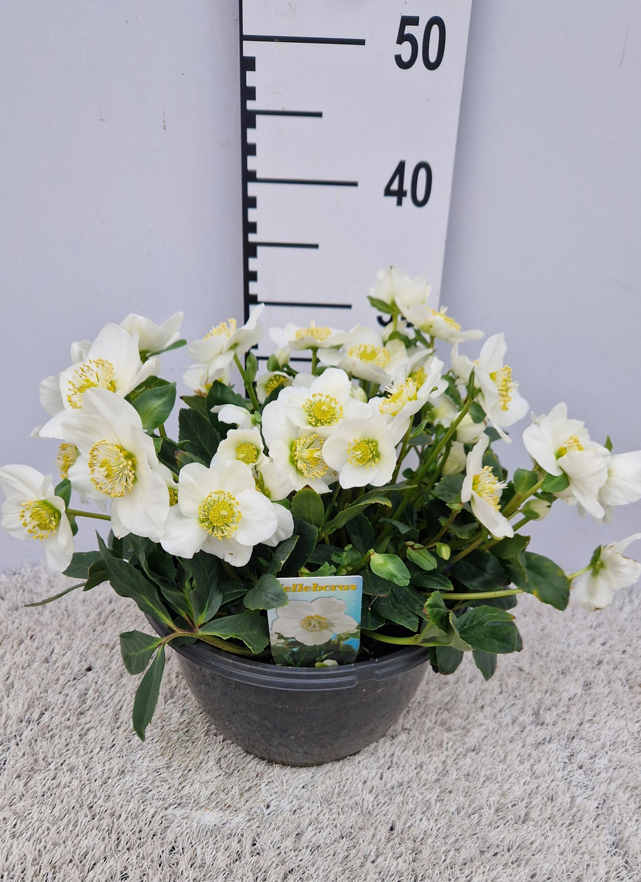 Горшечные цветы и растения оптом Hell Ni Hgc Wintergo от 1шт из Голландии с доставкой по России