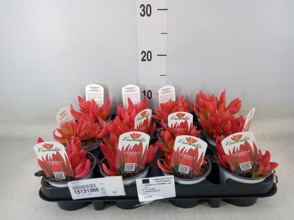Горшечные цветы и растения оптом Crassula On Fire от 12шт (для телеги) из Голландии с доставкой по России