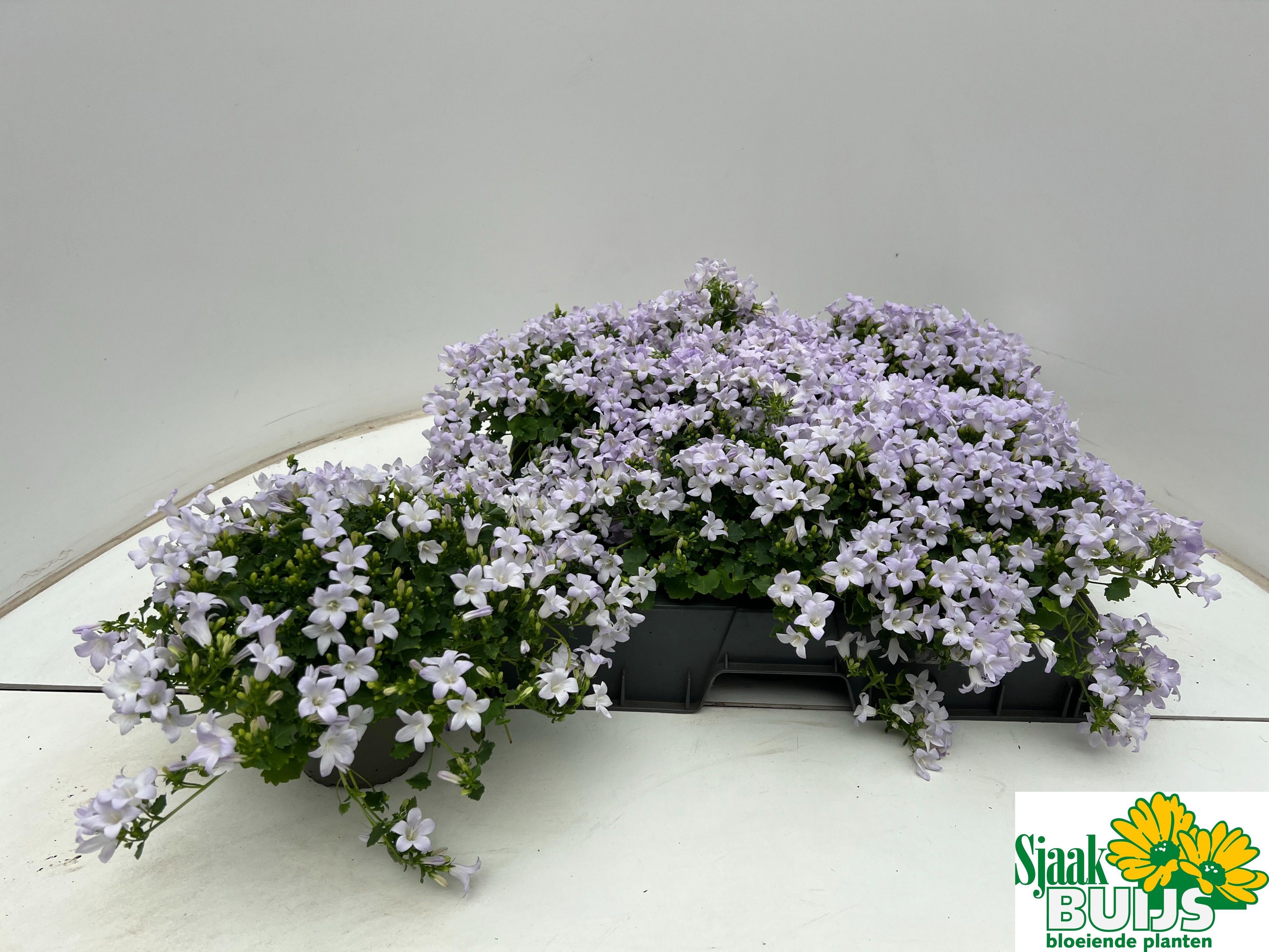 Горшечные цветы и растения оптом Camp Por Kane от 6шт (для телеги) из Голландии с доставкой по России