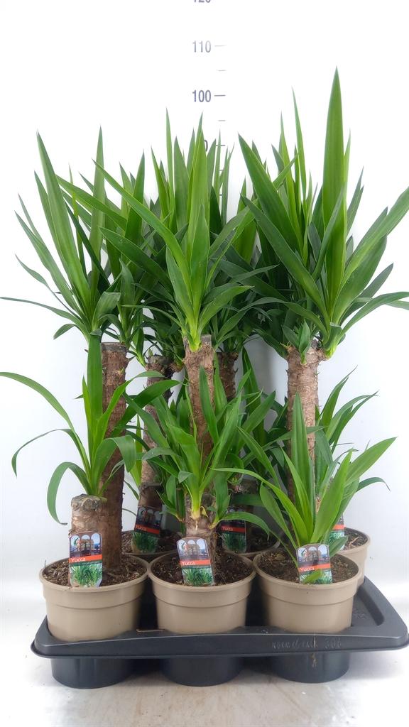 Горшечные цветы и растения оптом Yucca   ... от 6шт из Голландии с доставкой по России