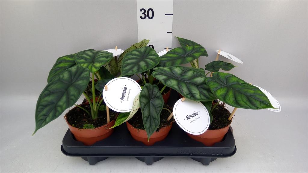 Горшечные цветы и растения оптом Alocasia dragon Scale от 6шт (для телеги) из Голландии с доставкой по России