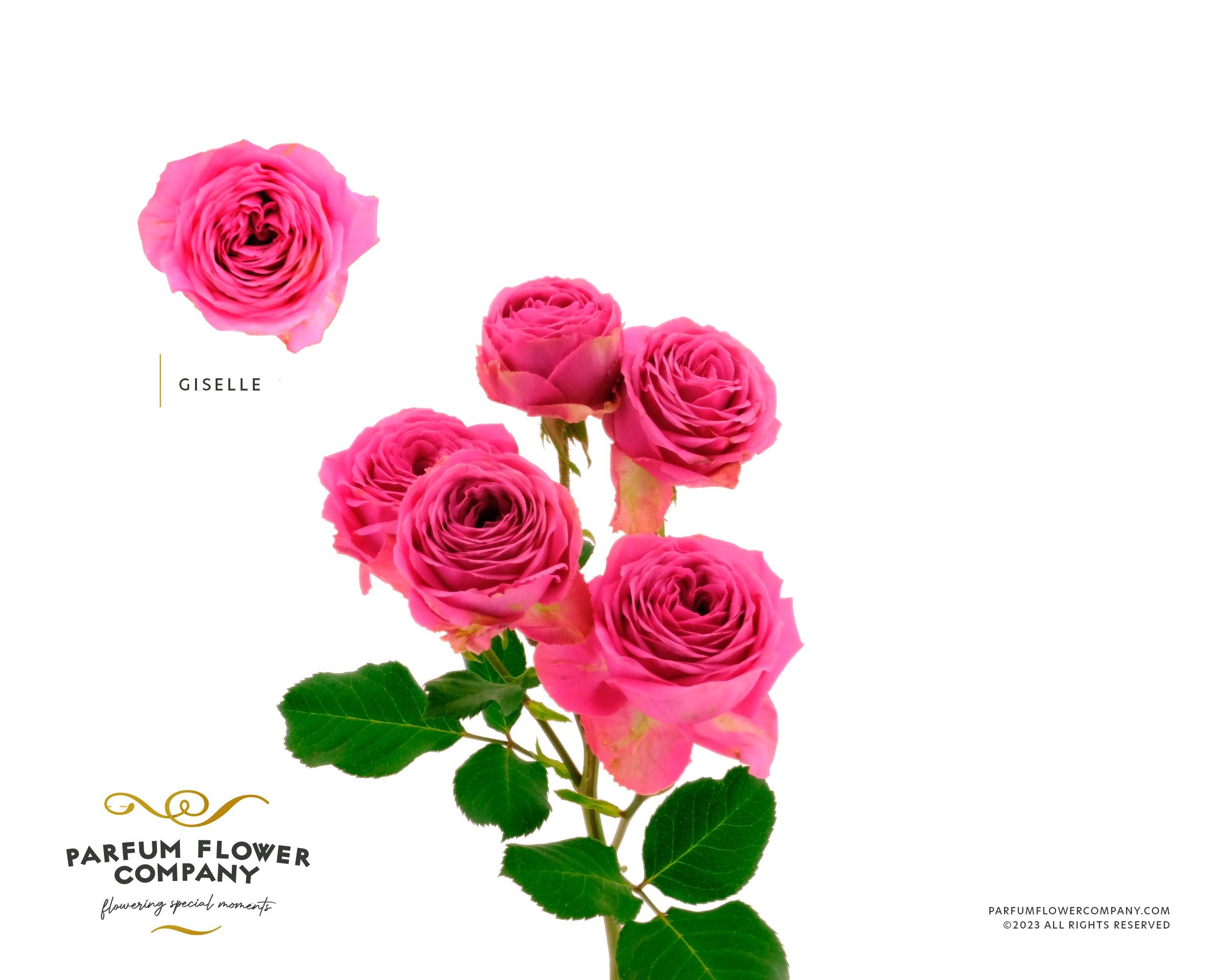 Срезанные цветы оптом Rosa spray giselle! от 12шт из Голландии с доставкой по России