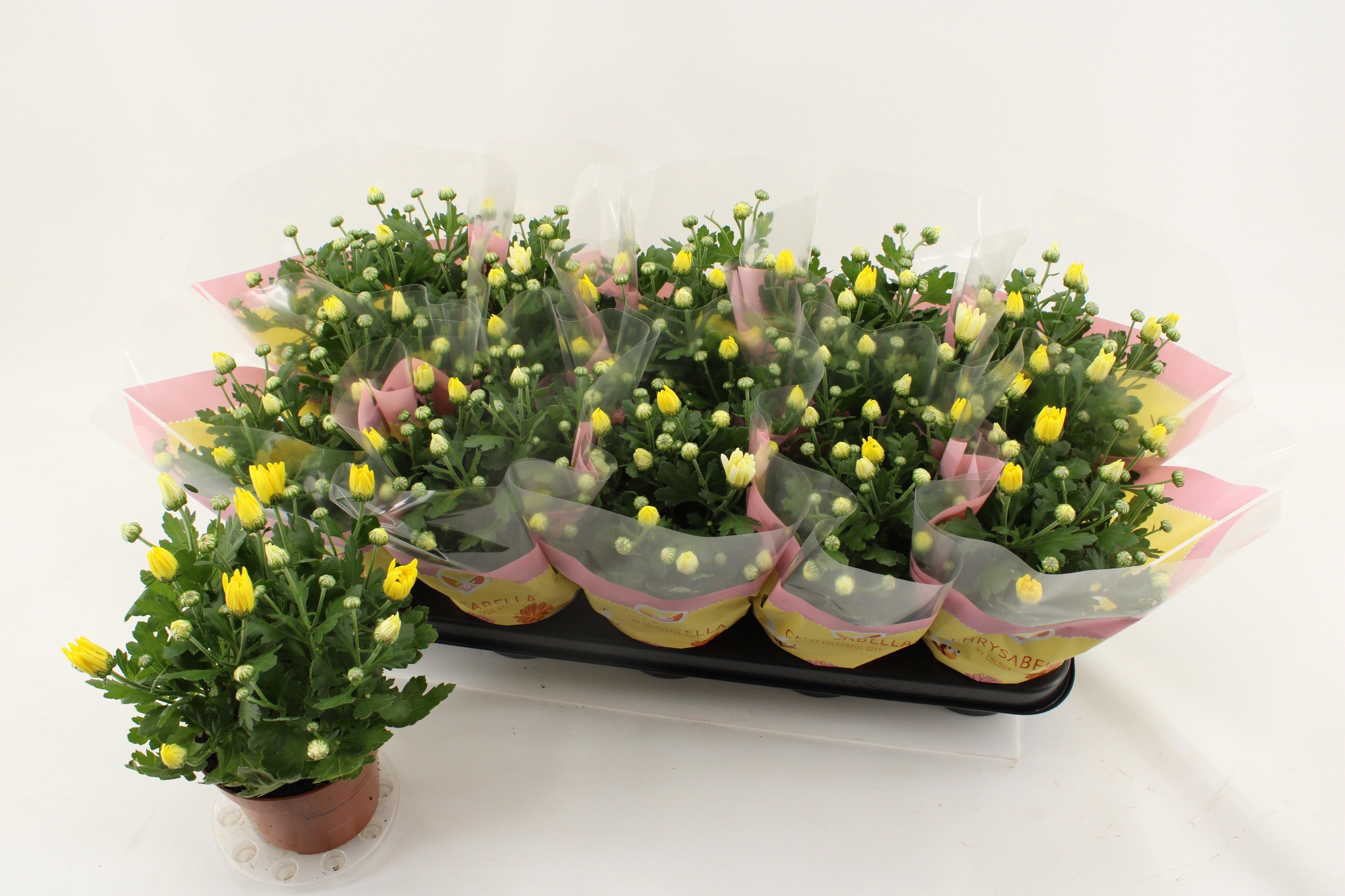 Горшечные цветы и растения оптом Chrys Breeze Yellow от 10шт из Голландии с доставкой по России