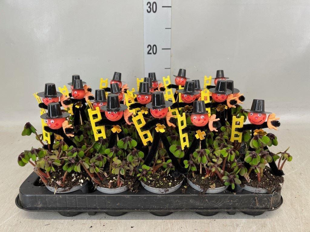 Горшечные цветы и растения оптом Oxalis Deppei от 20шт (для телеги) из Голландии с доставкой по России