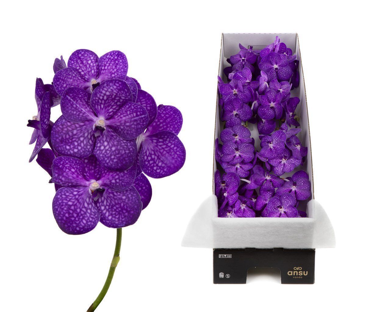 Срезанные цветы оптом Vanda bright purple per stem от 8шт из Голландии с доставкой по России