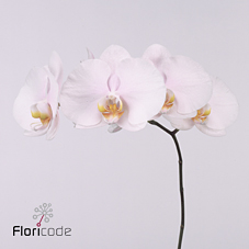 Срезанные цветы оптом Phalaenopsis alpha (per stem) от 10шт из Голландии с доставкой по России
