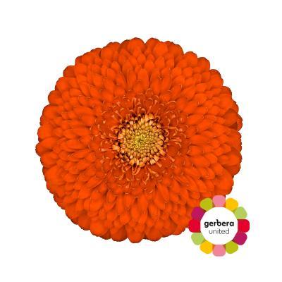 Срезанные цветы оптом Germini diamond pomponi fozzie от 60шт. из Голландии с доставкой по России