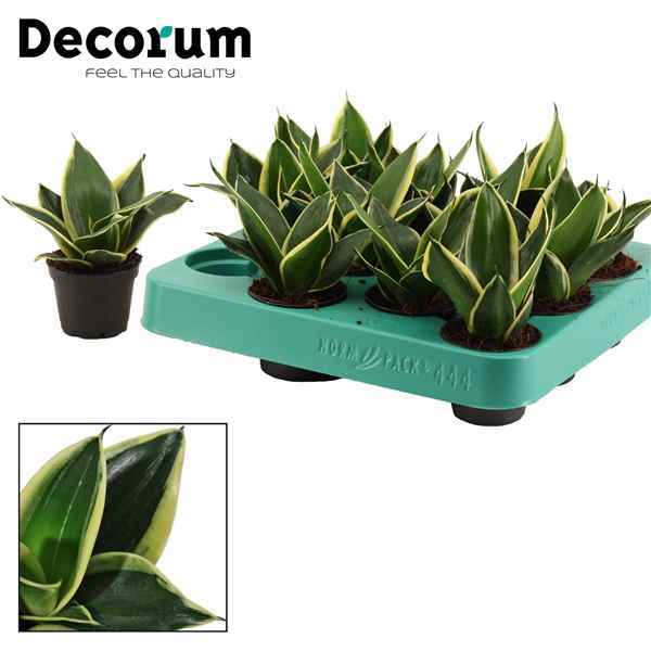 Горшечные цветы и растения оптом Sansevieria Hahnii Jade Pagoda (decorum) от 14шт из Голландии с доставкой по России