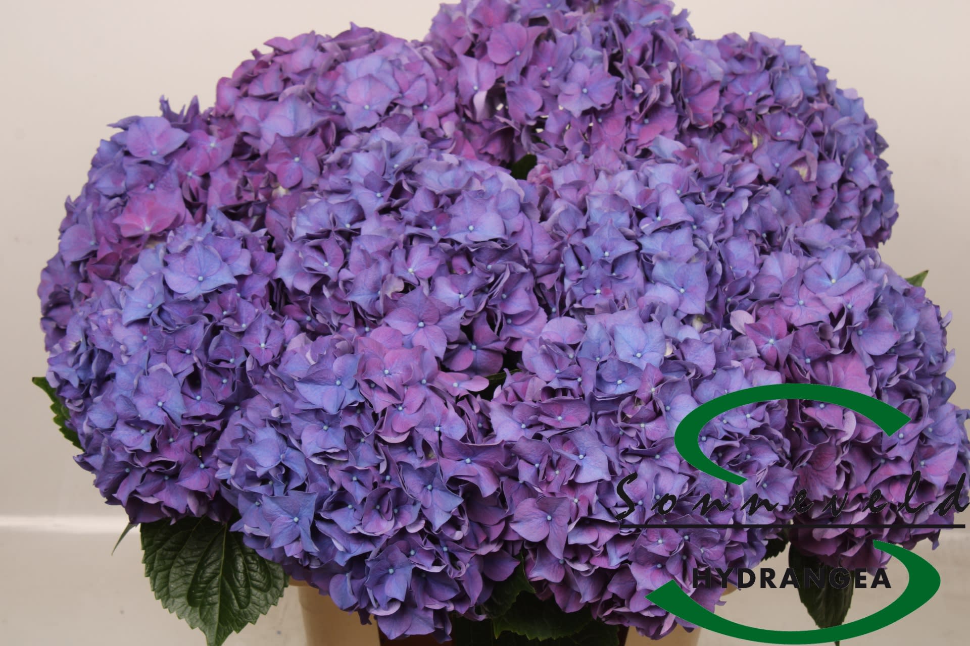 Срезанные цветы оптом Hydrangea rodeo purple от 10шт из Голландии с доставкой по России