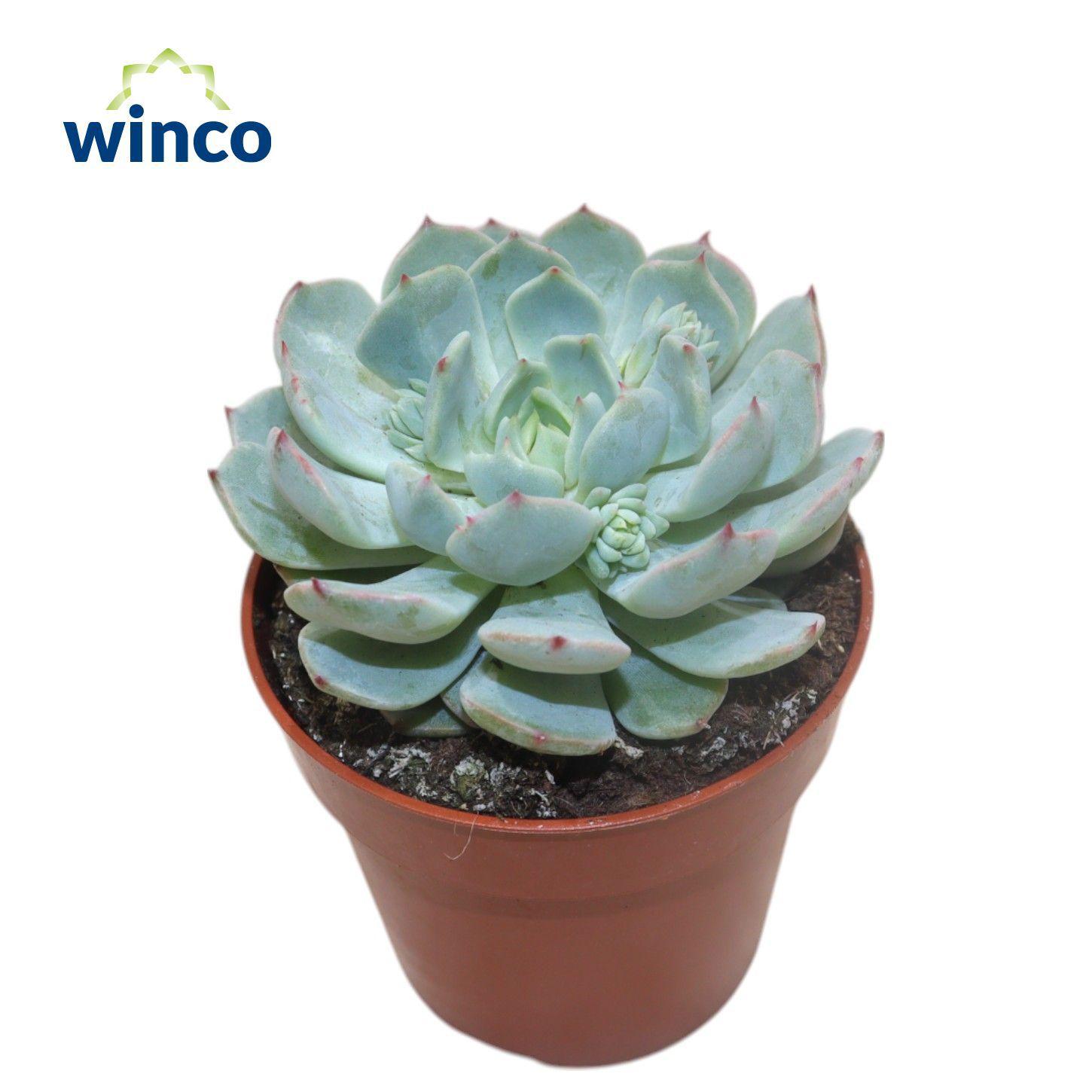 Горшечные цветы и растения оптом Echeveria Derenbergii Blue от 18шт (для телеги) из Голландии с доставкой по России