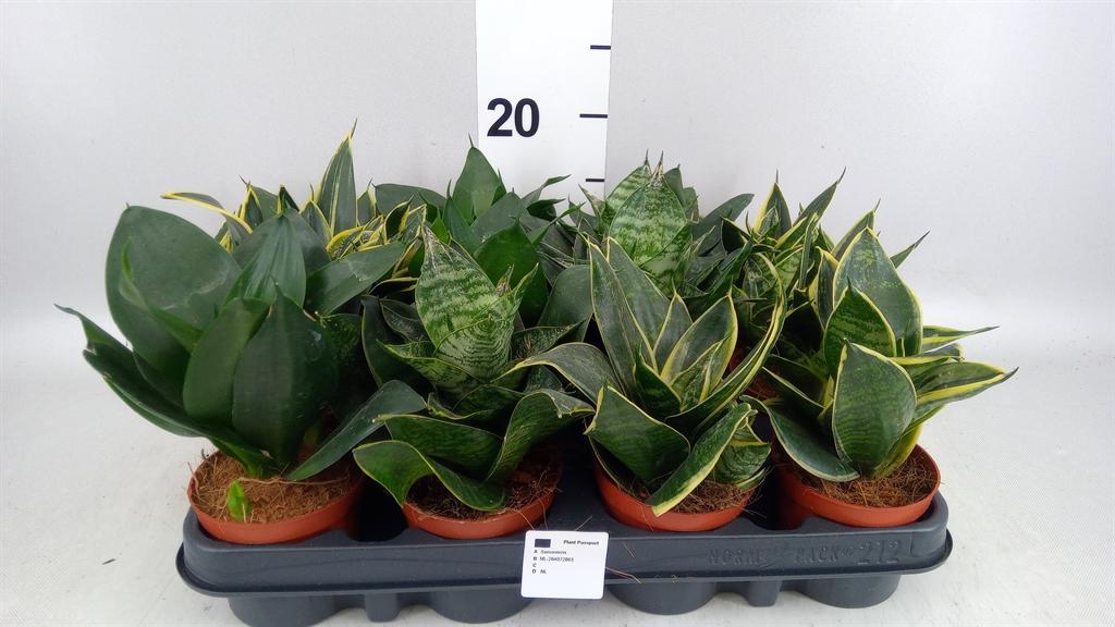 Горшечные цветы и растения оптом Sansevieria Trifa. hahnii от 12шт (для телеги) из Голландии с доставкой по России