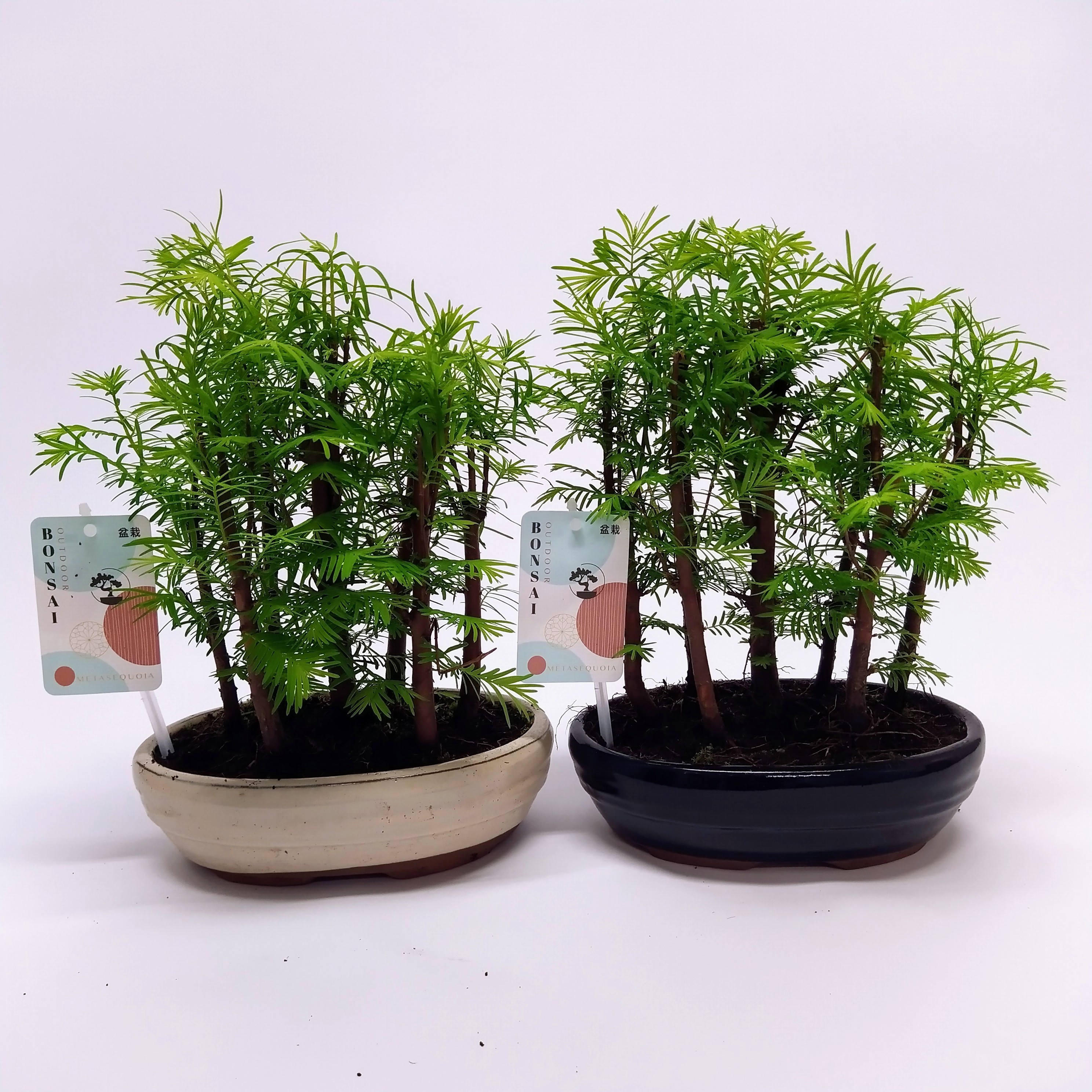 Горшечные цветы и растения оптом Bonsai Metasequoia Forest Oval от 6шт из Голландии с доставкой по России