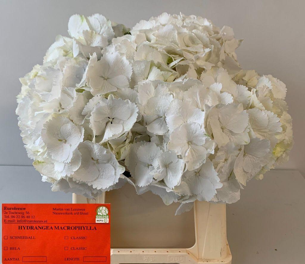 Срезанные цветы оптом Hydrangea schneeball от 10шт.. из Голландии с доставкой по России