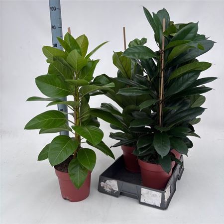 Горшечные цветы и растения оптом Ficus Ov Mix Met Lyrata от 4шт из Голландии с доставкой по России