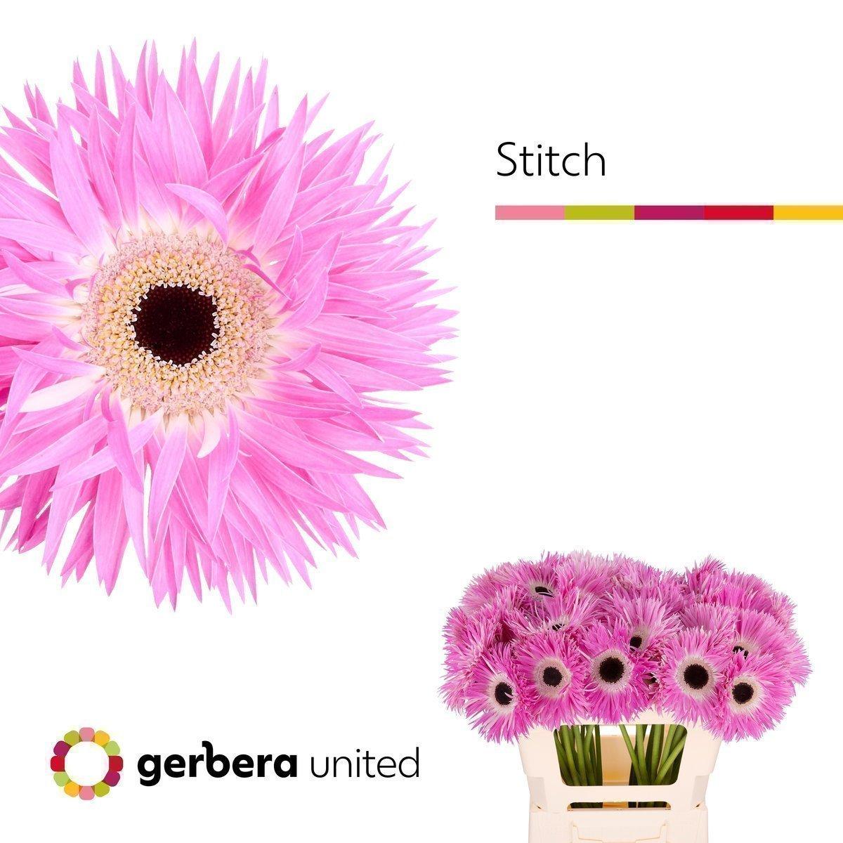 Срезанные цветы оптом Gerbera stitch+ от 40шт из Голландии с доставкой по России