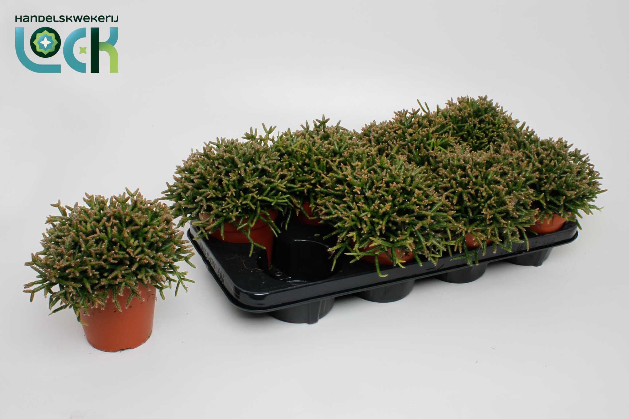 Горшечные цветы и растения оптом Rhipsalis Burchellii от 6шт из Голландии с доставкой по России