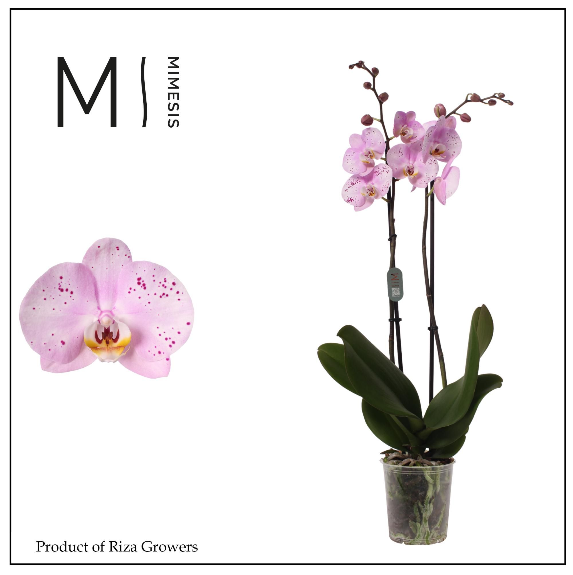 Горшечные цветы и растения оптом Phalaenopsis Amoer 2 Spike - 12cm | Mimesis от 10шт из Голландии с доставкой по России