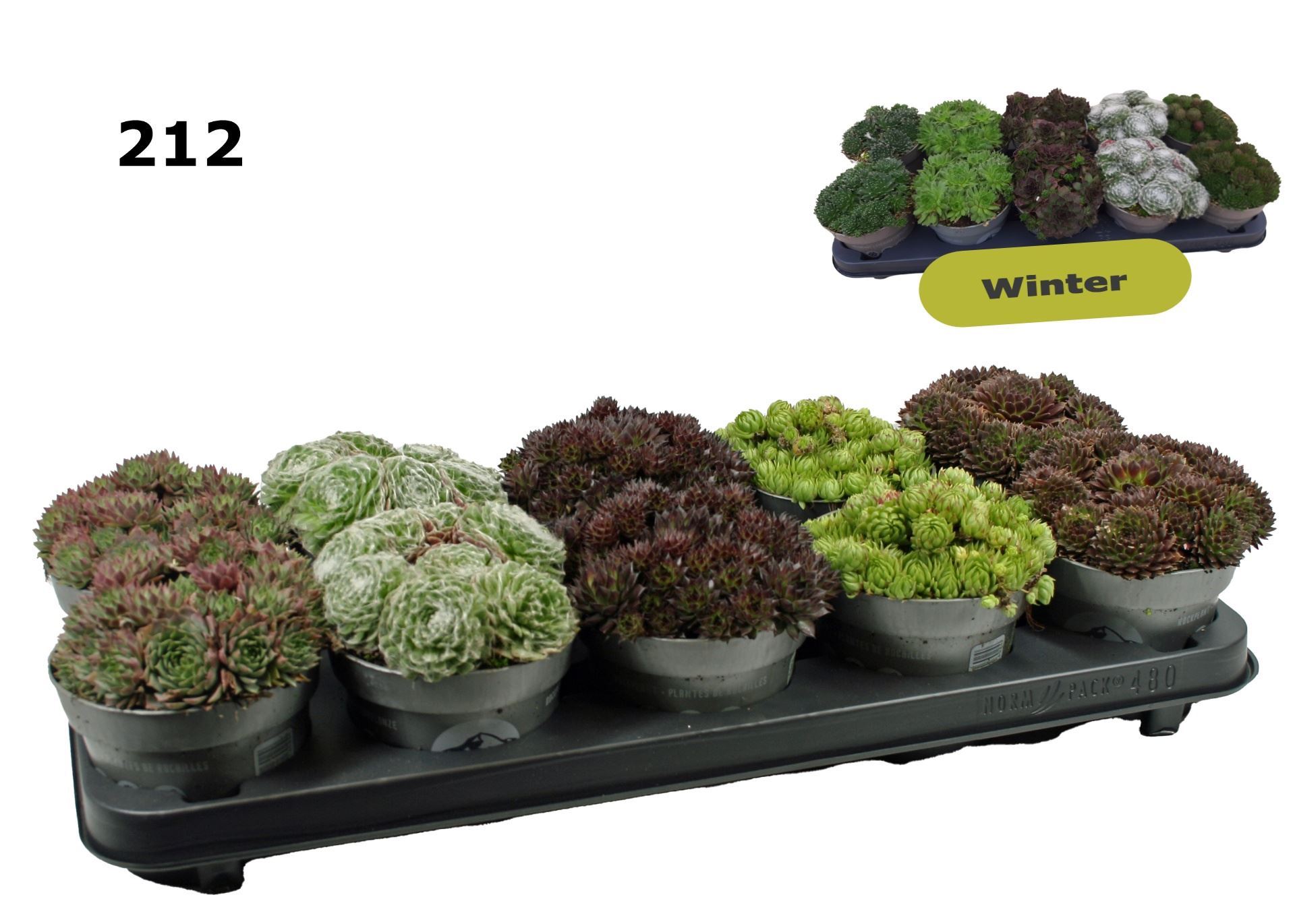 Горшечные цветы и растения оптом Sempervivum   ... от 10шт из Голландии с доставкой по России