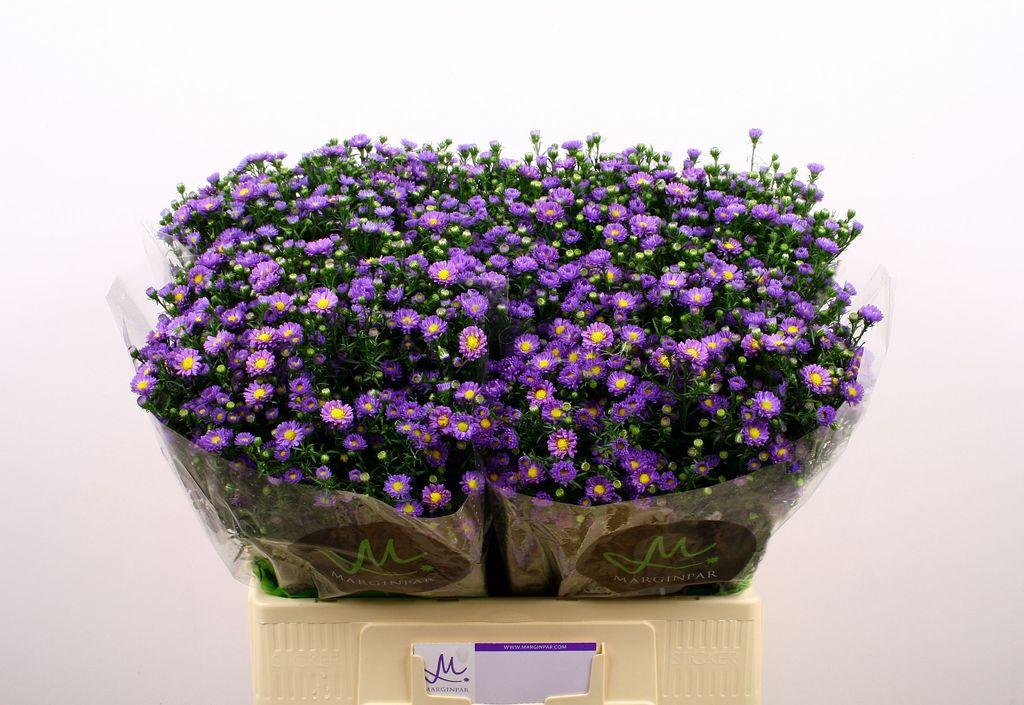 Срезанные цветы оптом Aster teeny tiny blue от 125шт из Голландии с доставкой по России