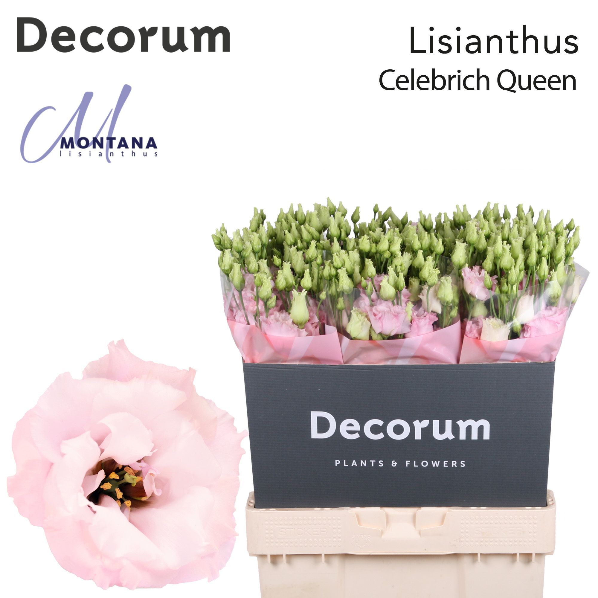 Срезанные цветы оптом Lisianthus do celeb queen от 60шт из Голландии с доставкой по России