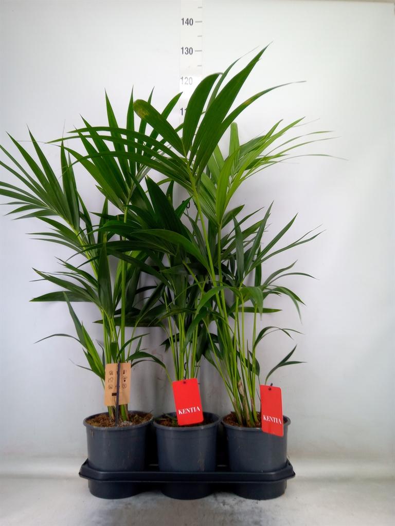 Горшечные цветы и растения оптом Howea Forsteriana от 3шт из Голландии с доставкой по России