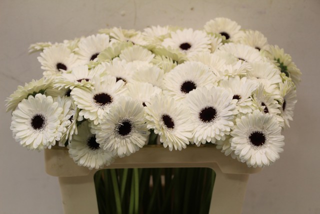 Срезанные цветы оптом Germini white от 80шт из Голландии с доставкой по России