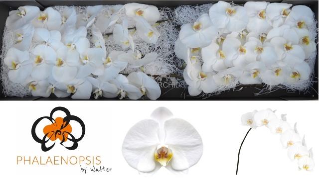 Срезанные цветы оптом Phalaenopsis sensation white (per flower) от 45шт из Голландии с доставкой по России