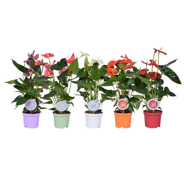 Горшечные цветы и растения оптом Anth An Mix 4+ (morelips) от 7шт из Голландии с доставкой по России