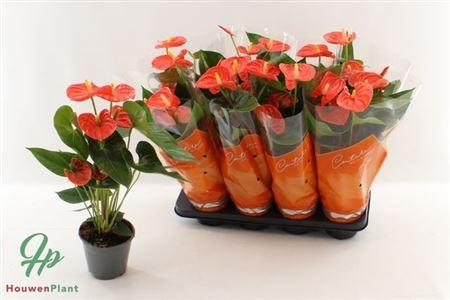 Горшечные цветы и растения оптом Anthu An Sier Orange 4+ от 8шт из Голландии с доставкой по России