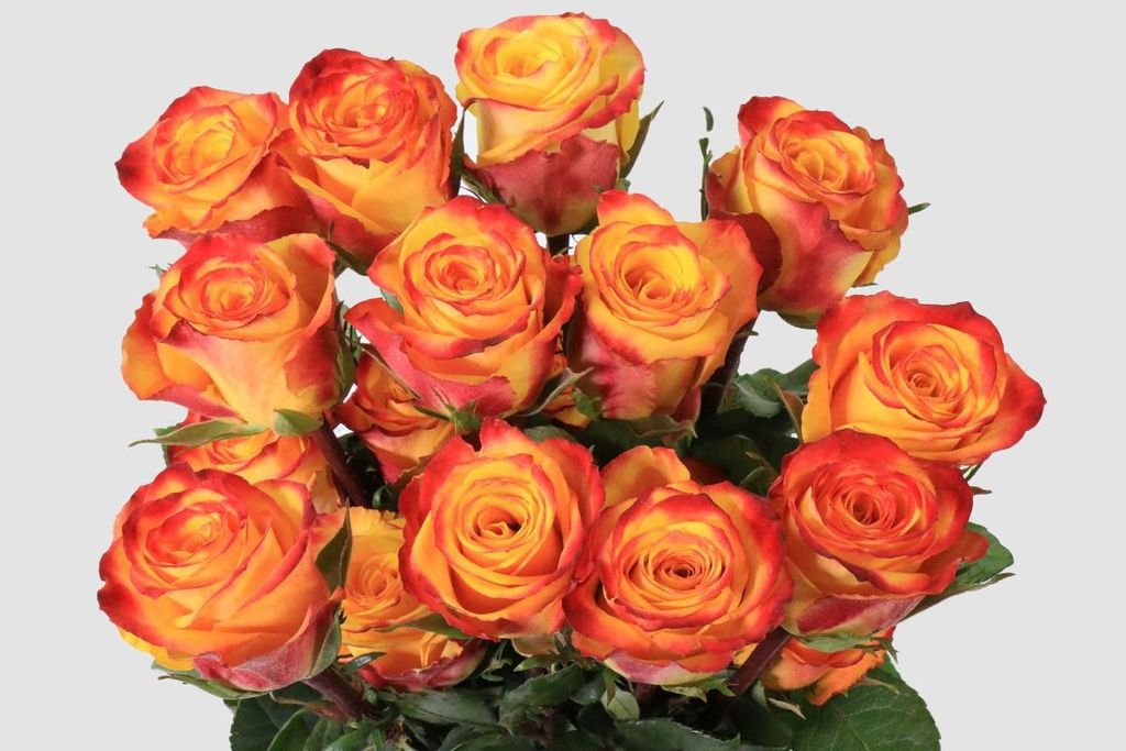 Срезанные цветы оптом Rosa ec tutti frutti от 25шт из Голландии с доставкой по России
