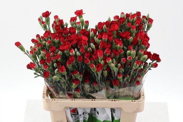 Срезанные цветы оптом Dianthus sp red от 100шт из Голландии с доставкой по России