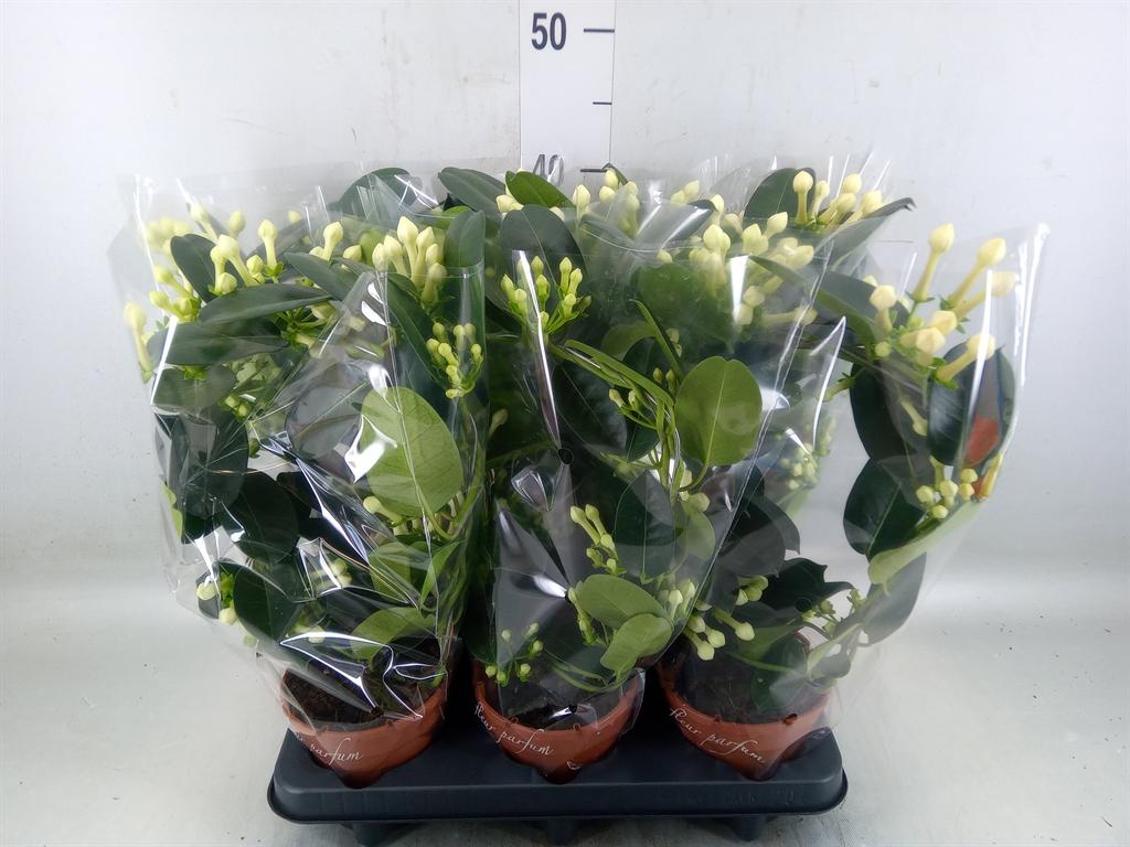 Горшечные цветы и растения оптом Stephanotis Floribunda   ... от 6шт из Голландии с доставкой по России