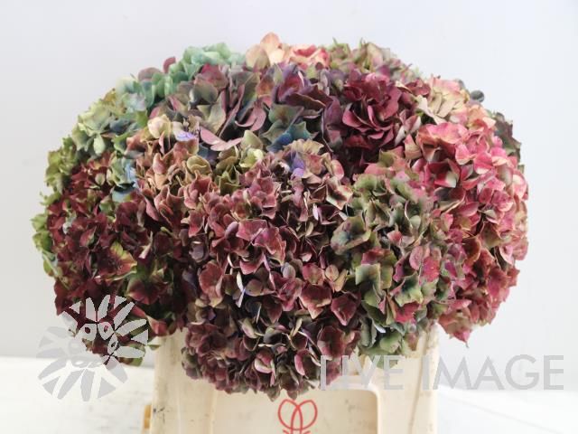 Срезанные цветы оптом Hydrangea rainbow per bunch от 3шт из Голландии с доставкой по России