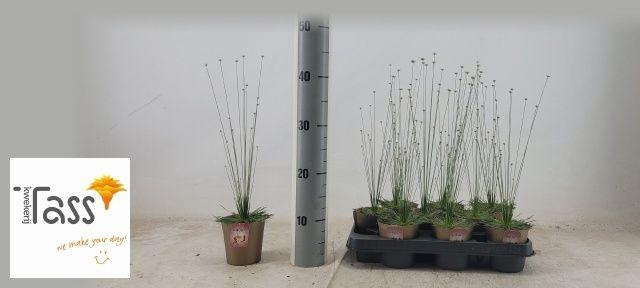 Горшечные цветы и растения оптом Syngonanthus Mikado от 9шт (для телеги) из Голландии с доставкой по России