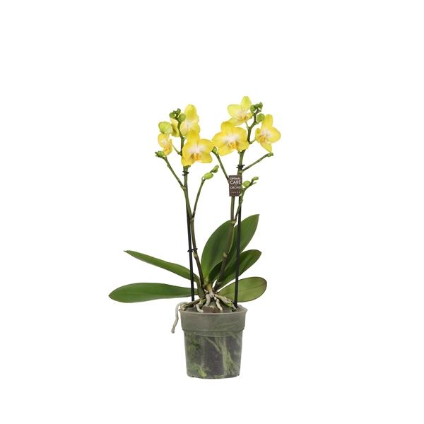 Горшечные цветы и растения оптом Phal 2st Arezzo от 10шт из Голландии с доставкой по России