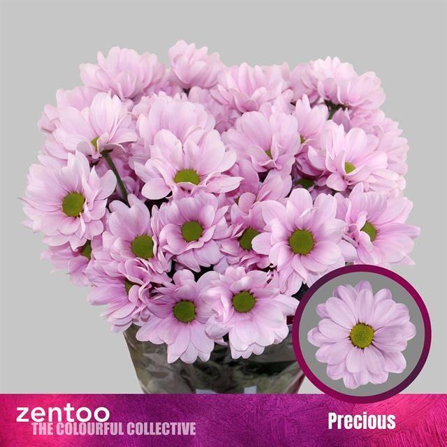 Срезанные цветы оптом Chrys sp precious от 80шт из Голландии с доставкой по России