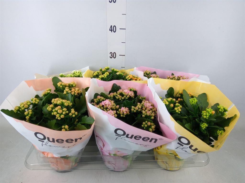 Горшечные цветы и растения оптом Kalanchoe Blos.   ..rosebud Mix Gr от 6шт из Голландии с доставкой по России