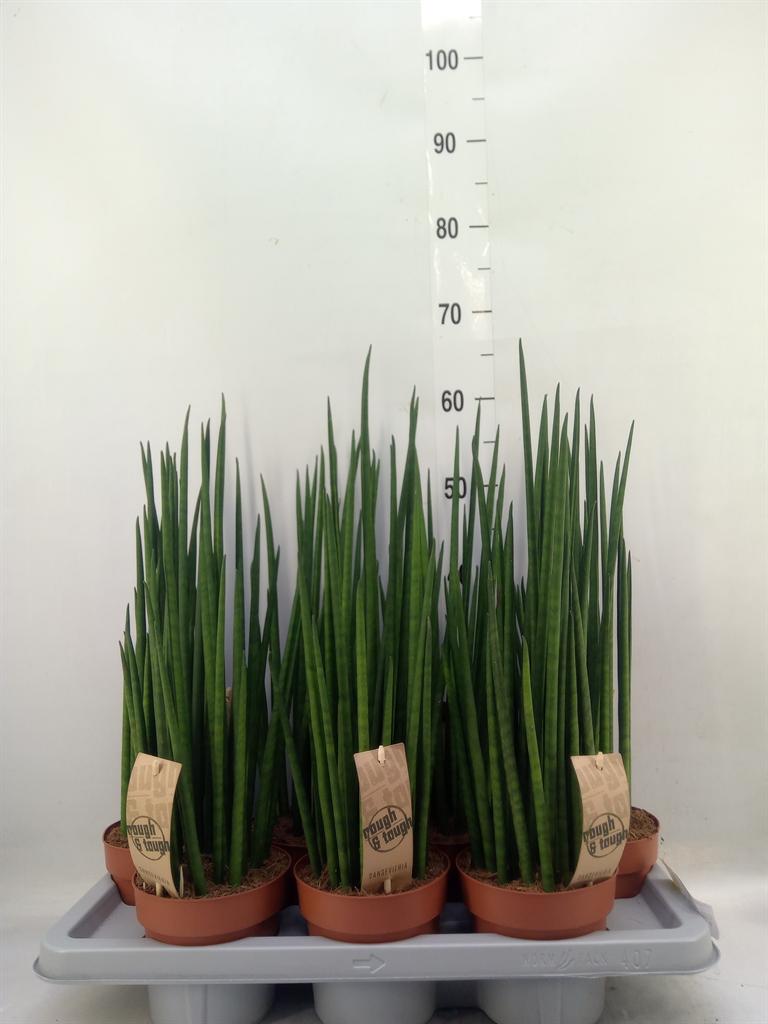 Горшечные цветы и растения оптом Sansevieria Bacularis от 7шт из Голландии с доставкой по России