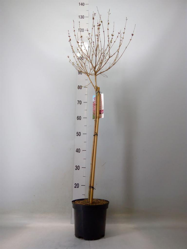 Горшечные цветы и растения оптом Syringa Villosae от 1шт из Голландии с доставкой по России