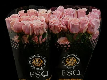 Срезанные цветы оптом Rosa ec mother of pearl от 40шт из Голландии с доставкой по России