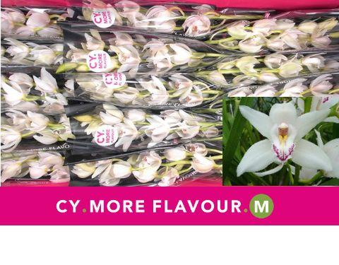 Срезанные цветы оптом Minicymbidium white insigne от 15шт. из Голландии с доставкой по России