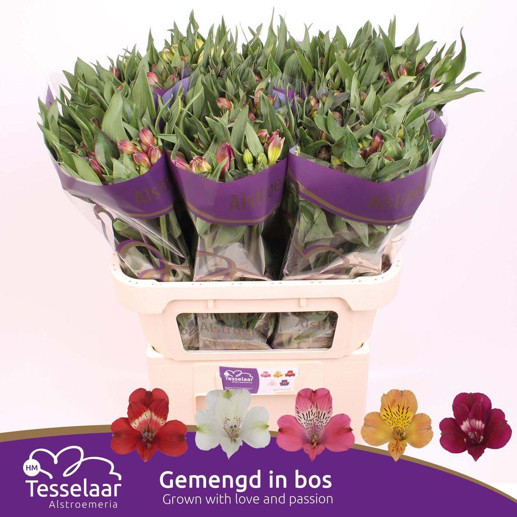 Срезанные цветы оптом Alstroemeria mix rainbow от 60шт из Голландии с доставкой по России