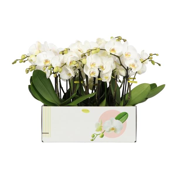 Горшечные цветы и растения оптом Phal 2st Big50 25+ (opti) от 6шт из Голландии с доставкой по России