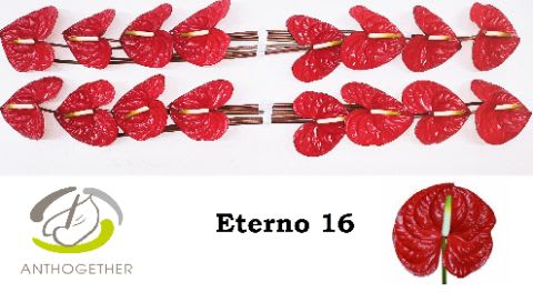 Срезанные цветы оптом Anthurium eterno от 16шт из Голландии с доставкой по России