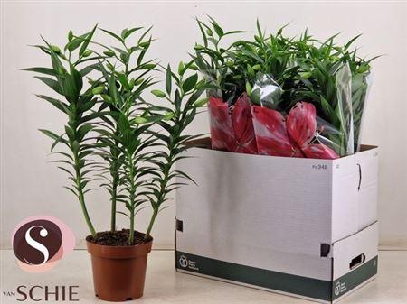 Горшечные цветы и растения оптом Lil Or Rosel Azra 4pp от 5шт из Голландии с доставкой по России