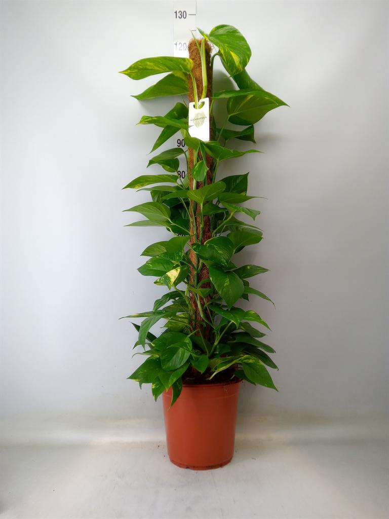 Горшечные цветы и растения оптом Epipremnum Pinnatum Mosspole от 1шт из Голландии с доставкой по России